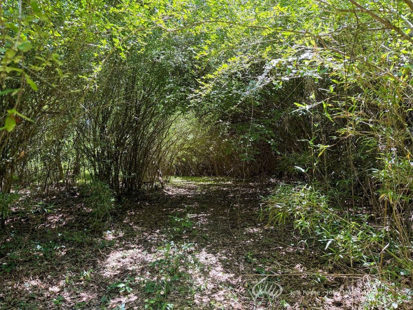 This 96+/--acre tract in Simpson County offers river frontage - photo 25