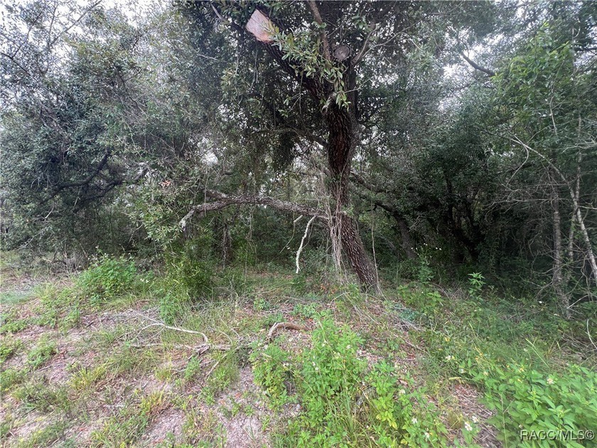 Explore this exceptional 0.25-acre estate lot in the highly - photo 11