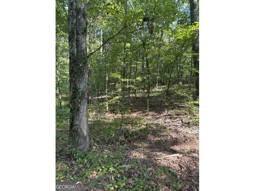 44.33 acres with approximately 1,780 feet of road frontage - photo 14
