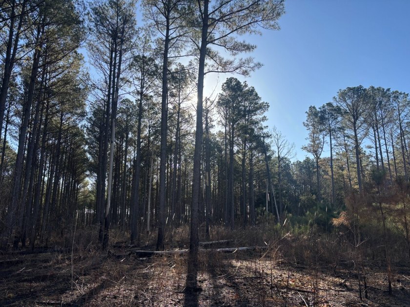This 86.44 surveyed-acre property offers an excellent blend of - photo 8
