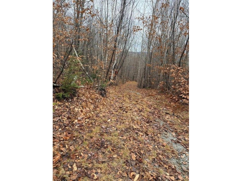 43 Acres of Pristine Maine Wilderness - Pond Road, Abbot, ME - photo 3