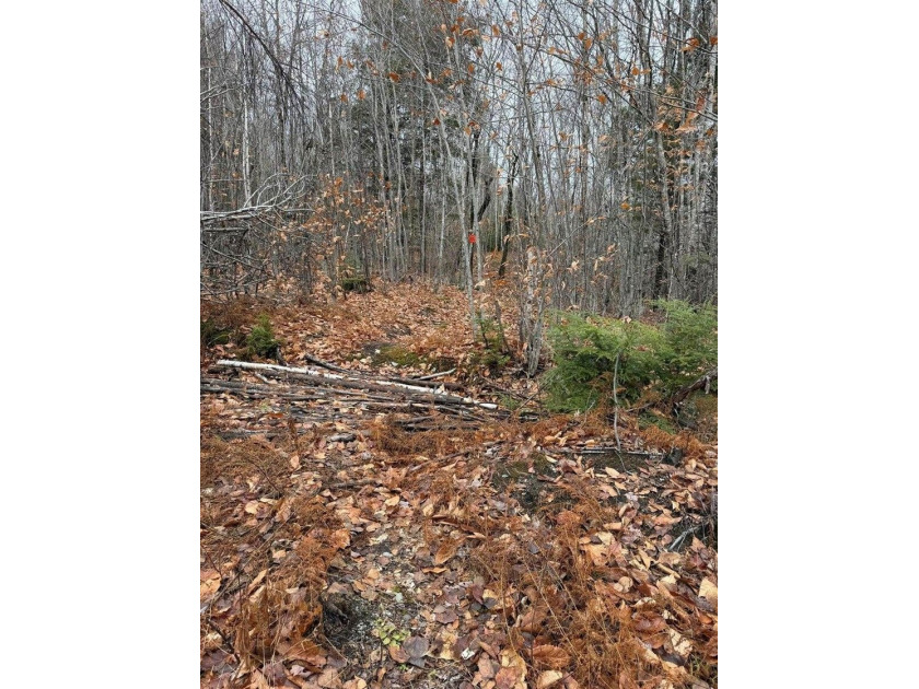 43 Acres of Pristine Maine Wilderness - Pond Road, Abbot, ME - photo 4