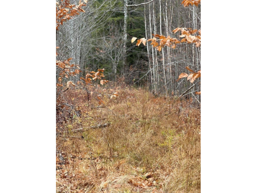 43 Acres of Pristine Maine Wilderness - Pond Road, Abbot, ME - photo 6