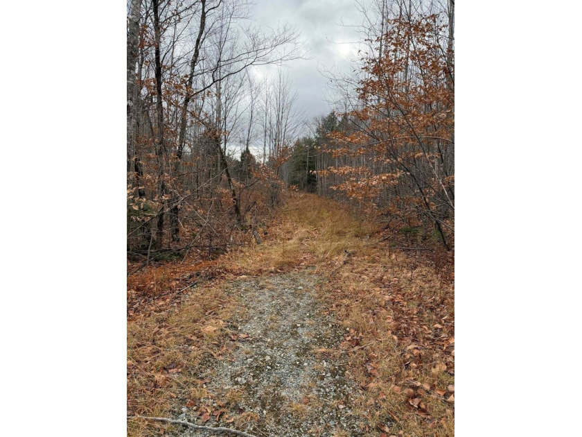43 Acres of Pristine Maine Wilderness - Pond Road, Abbot, ME - photo 7