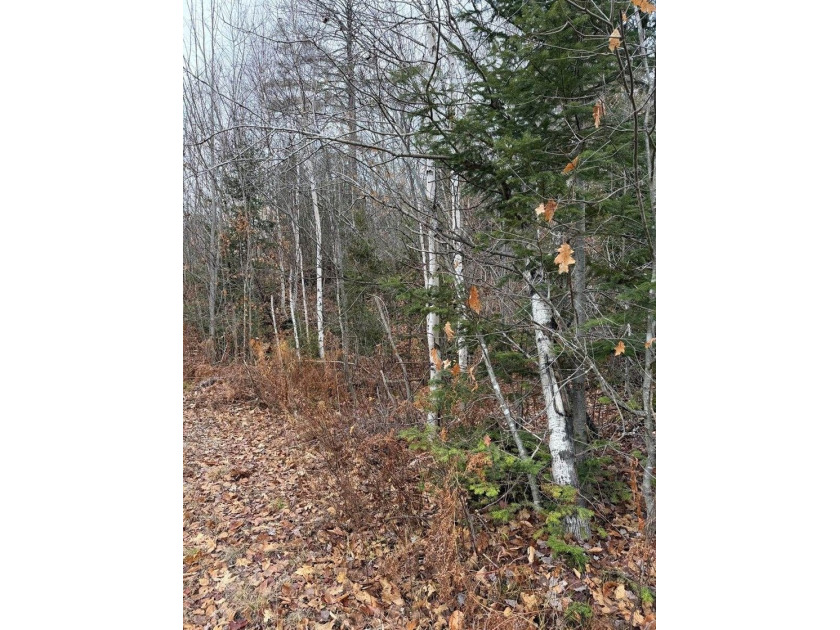 43 Acres of Pristine Maine Wilderness - Pond Road, Abbot, ME - photo 10