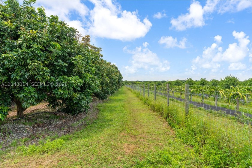 15-Acre Mature Longan Grove In The Heart of Homestead's - photo 11