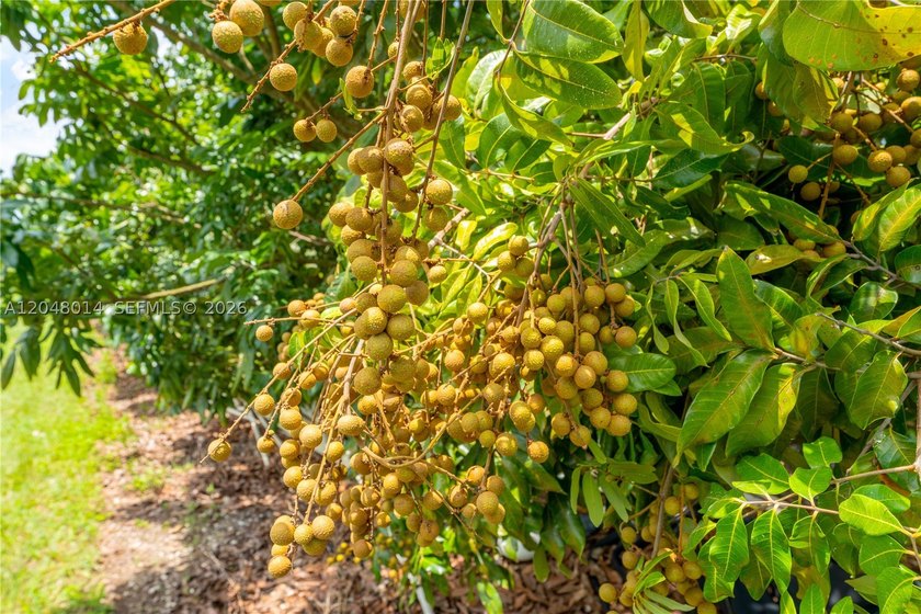 15-Acre Mature Longan Grove In The Heart of Homestead's - photo 12