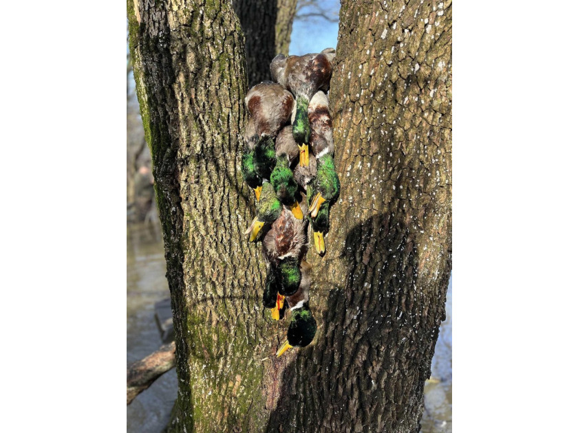 R &amp; R Waterfowl Farms is a premier 192.76 surveyed acre - photo 46