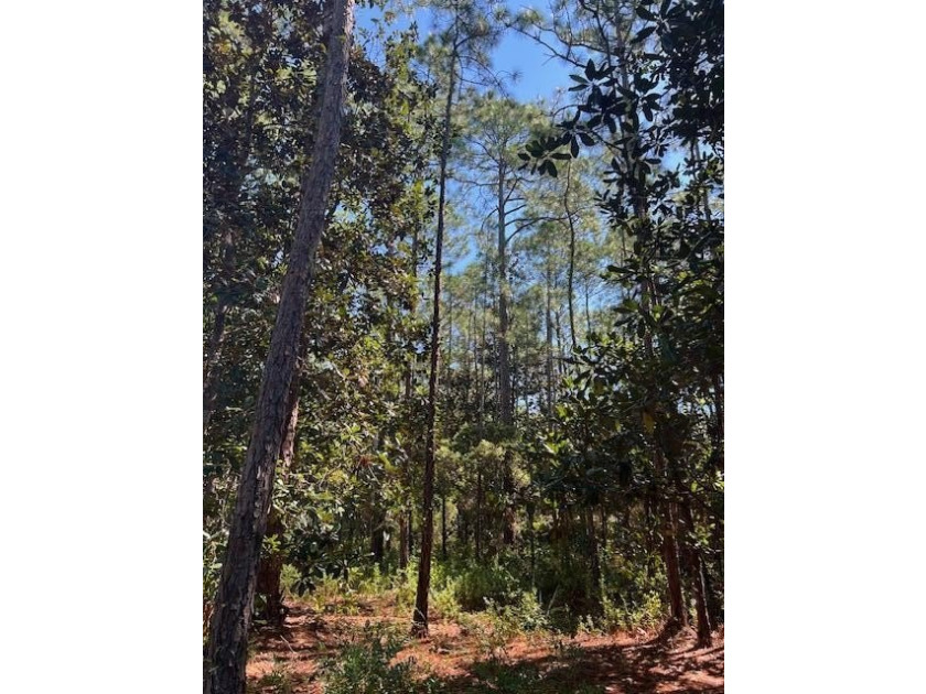 Discover a large exceptional building lot located on West Hewett - photo 8