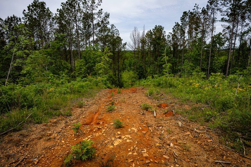 105.06+/- Acres | Mt. Gilead Rd &amp; Blue Ridge Rd | Itawamba - photo 26