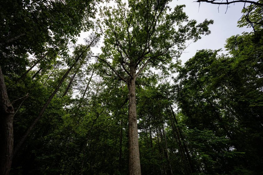 105.06+/- Acres | Mt. Gilead Rd &amp; Blue Ridge Rd | Itawamba - photo 27