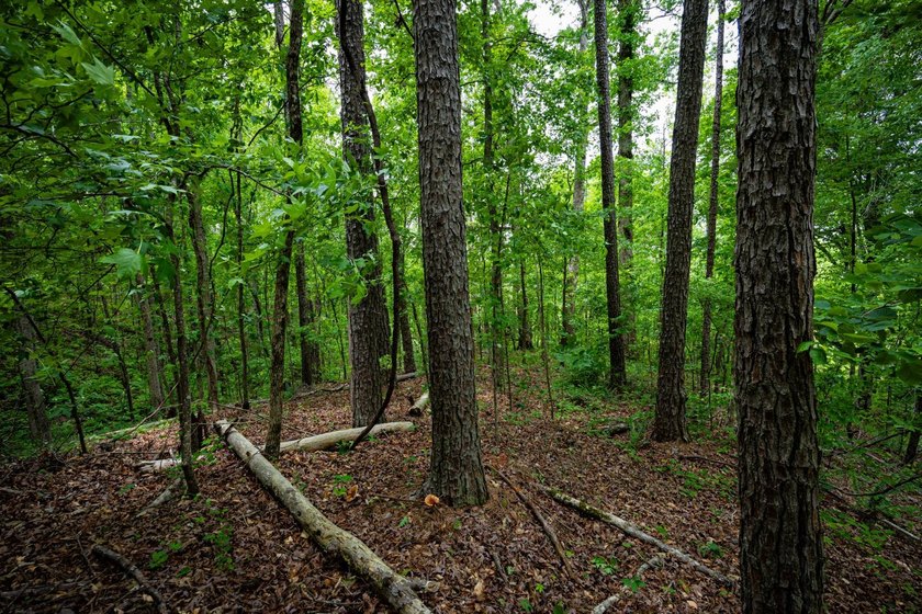 105.06+/- Acres | Mt. Gilead Rd &amp; Blue Ridge Rd | Itawamba - photo 28