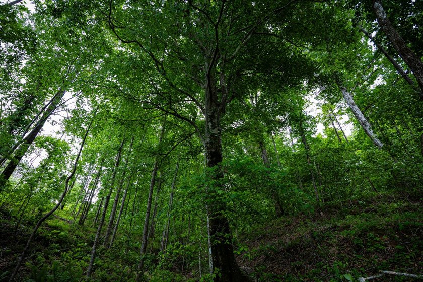 105.06+/- Acres | Mt. Gilead Rd &amp; Blue Ridge Rd | Itawamba - photo 31