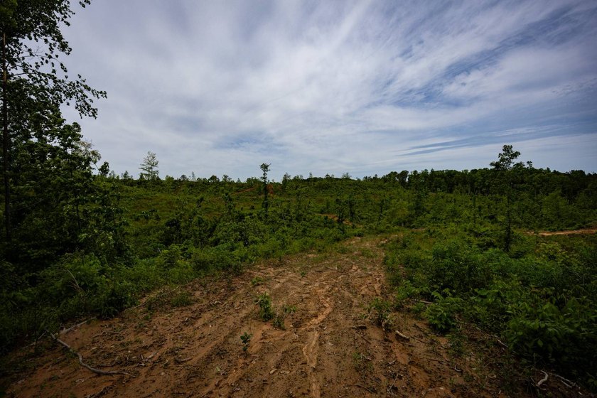 105.06+/- Acres | Mt. Gilead Rd &amp; Blue Ridge Rd | Itawamba - photo 35
