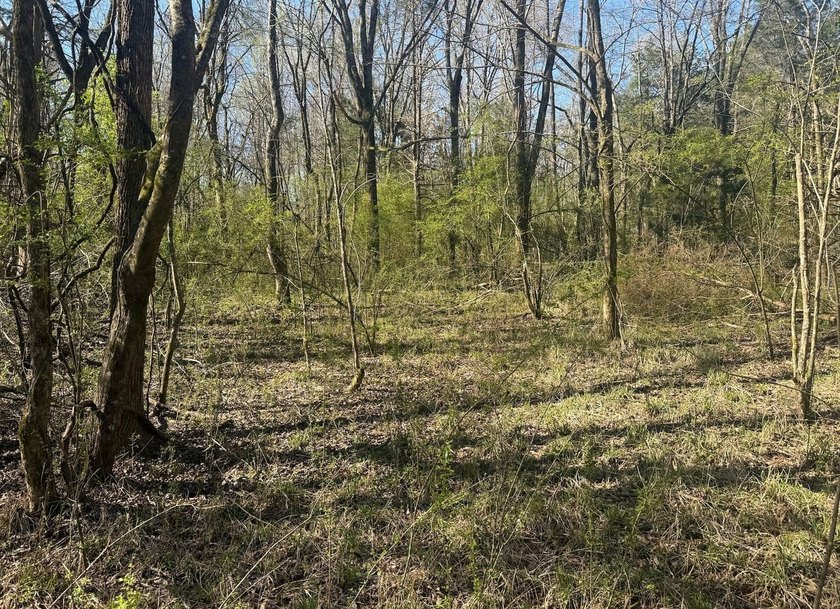 Located in Pontotoc County, Ms this 70 +/- acre property is one - photo 7