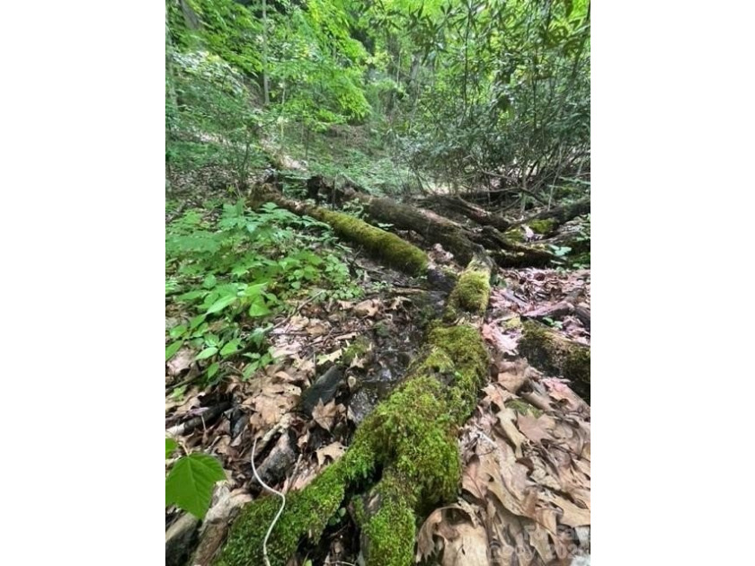36+ acres of prime acreage in Maggie Valley off of - photo 10