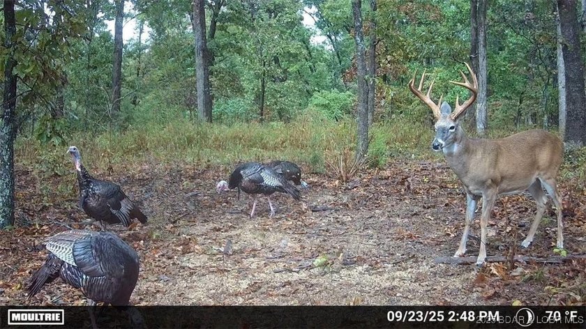 Introducing 25.5 +/- wooded acres with valuable lake frontage on - photo 4