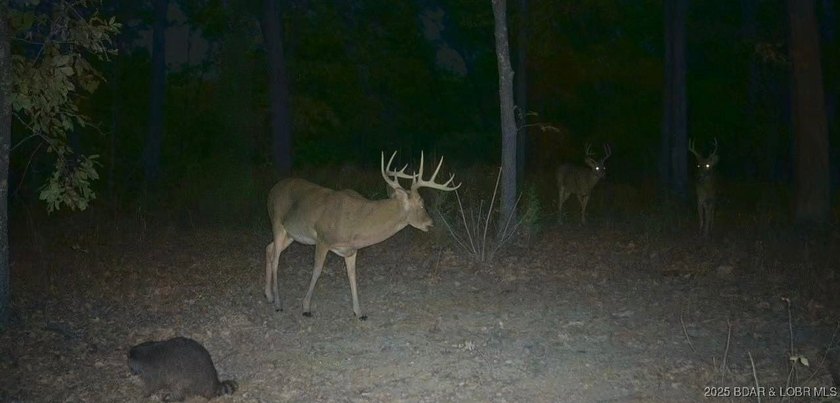 Introducing 25.5 +/- wooded acres with valuable lake frontage on - photo 6