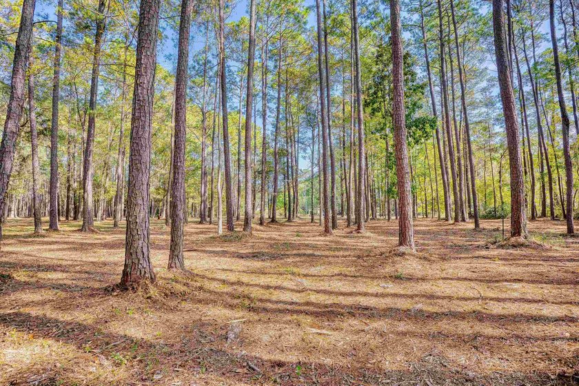 THIS IS A BEAUTIFUL PIECE OF PROPERTY 3.32 ACRES. BUILD YOUR - photo 15