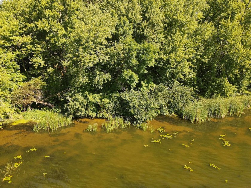 This 1.3-acre wooded lot offers 258 feet of pristine lakeshore - photo 4