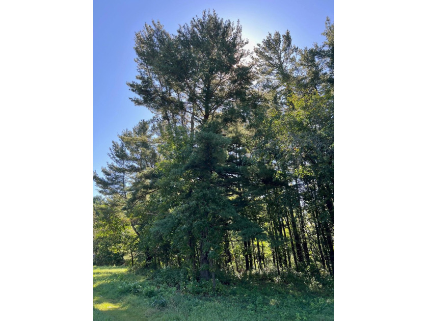 This 1.3-acre wooded lot offers 258 feet of pristine lakeshore - photo 9