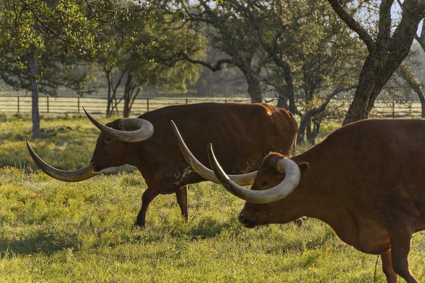 Beyond a private gated entrance, Martin Ranch unfolds as one of - photo 39