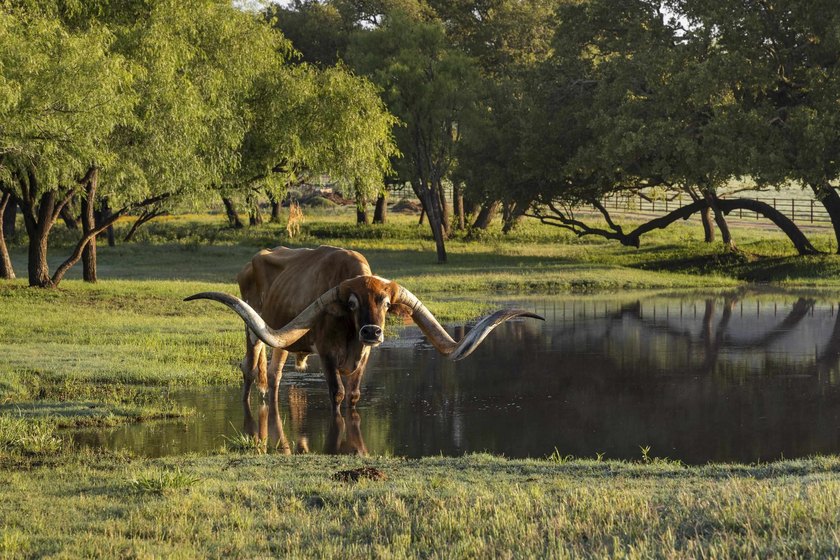 Beyond a private gated entrance, Martin Ranch unfolds as one of - photo 40