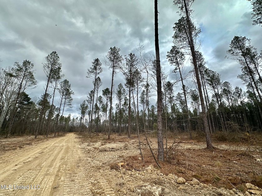 +/- 79.6 acres just south of the Rankin/Simpson line in Simpson - photo 12