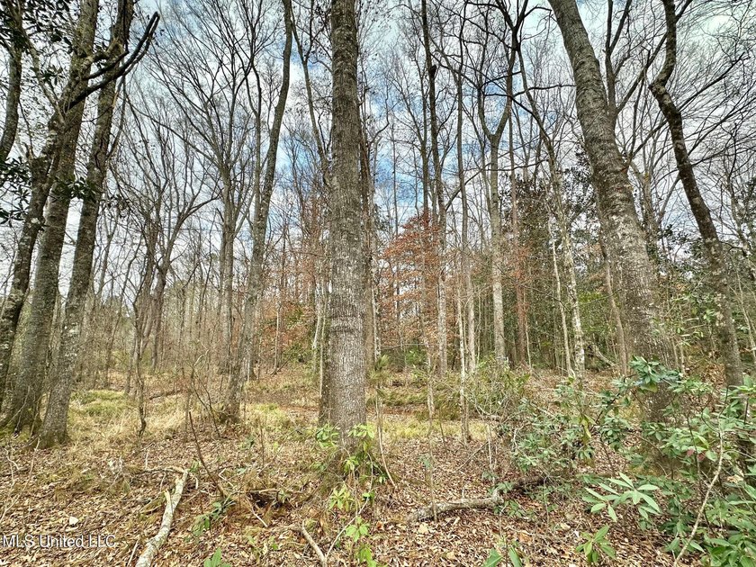 +/- 79.6 acres just south of the Rankin/Simpson line in Simpson - photo 13