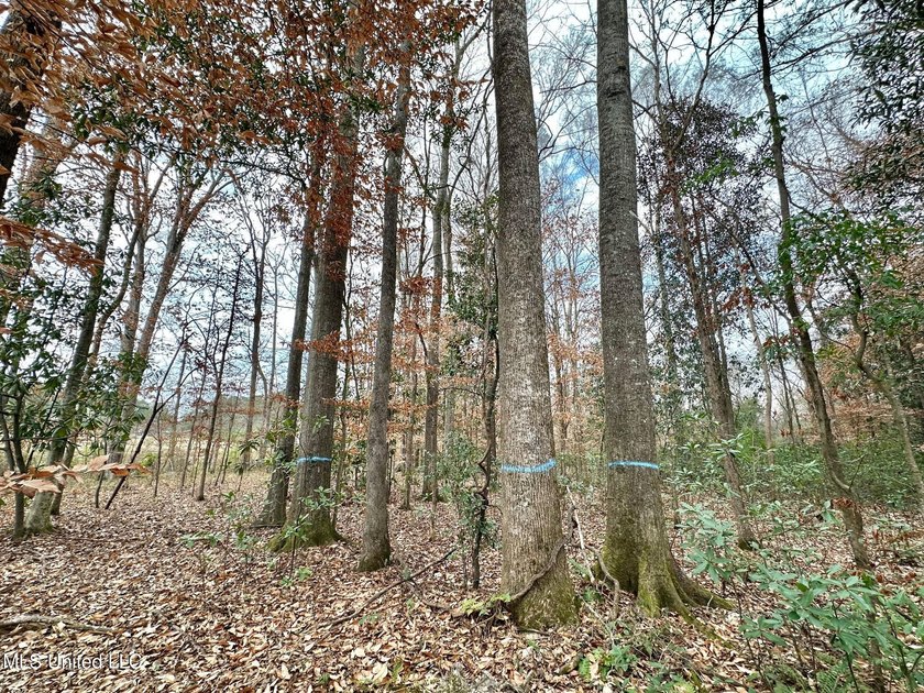 +/- 79.6 acres just south of the Rankin/Simpson line in Simpson - photo 14