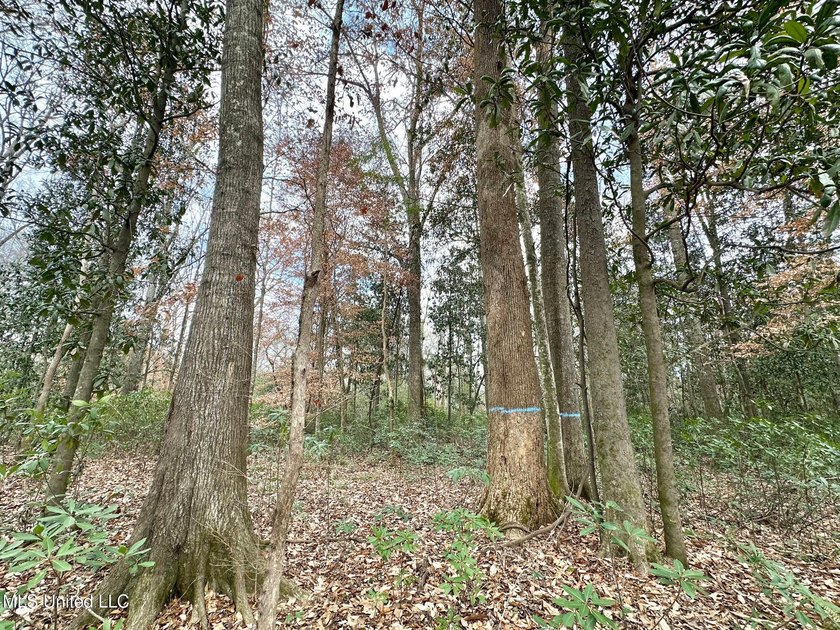 +/- 79.6 acres just south of the Rankin/Simpson line in Simpson - photo 15
