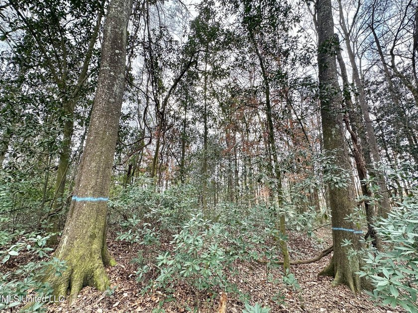 +/- 79.6 acres just south of the Rankin/Simpson line in Simpson - photo 17