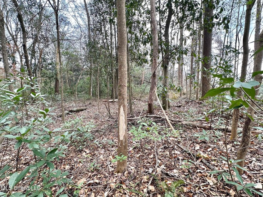 +/- 79.6 acres just south of the Rankin/Simpson line in Simpson - photo 18