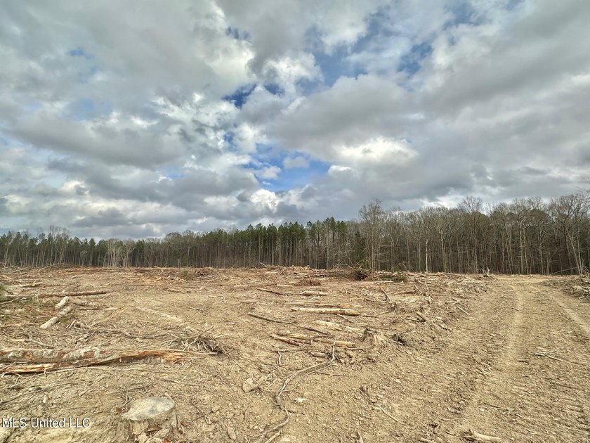 +/- 79.6 acres just south of the Rankin/Simpson line in Simpson - photo 19