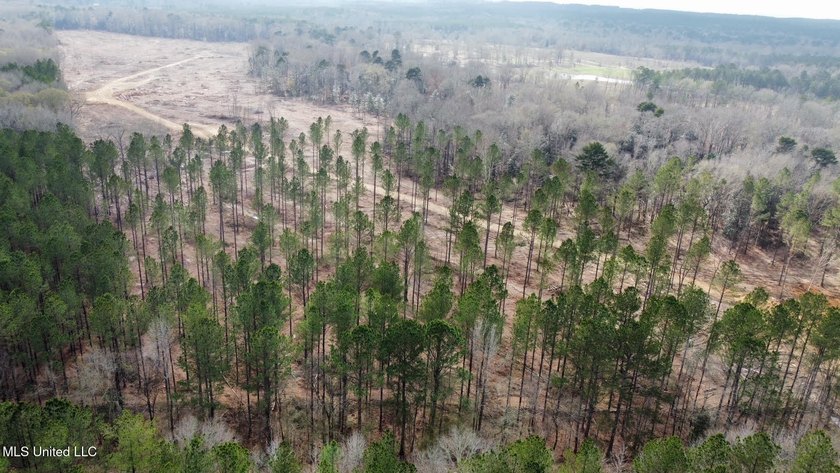 +/- 79.6 acres just south of the Rankin/Simpson line in Simpson - photo 26