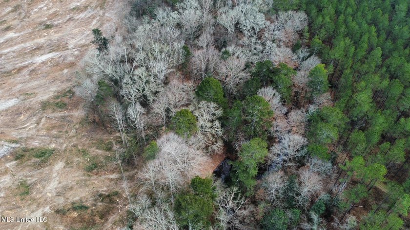 +/- 79.6 acres just south of the Rankin/Simpson line in Simpson - photo 32
