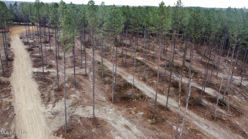 +/- 79.6 acres just south of the Rankin/Simpson line in Simpson - photo 36