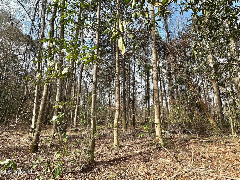 +/- 79.6 acres just south of the Rankin/Simpson line in Simpson - photo 38