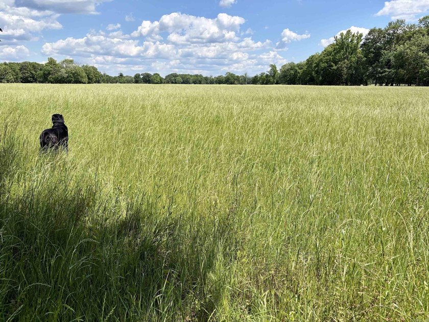 This exceptional multi-use farm with Petit Jean River frontage - photo 34