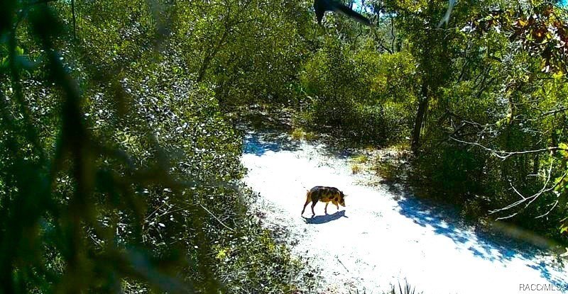 Explore the Untamed Beauty and Opportunity of Florida's Nature - photo 11