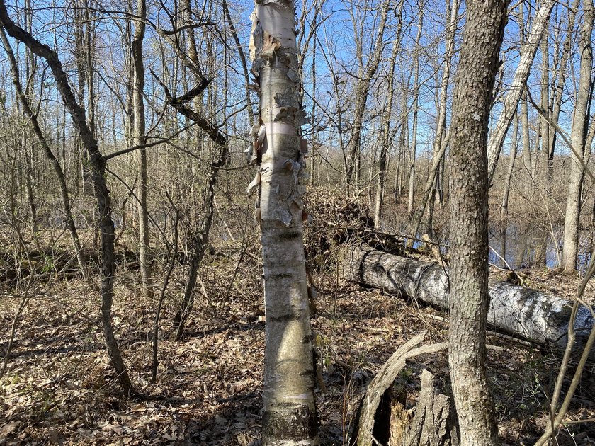 As the crow flies, this 37.5-acre property is approximately 1/4 - photo 20