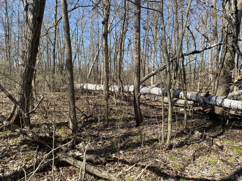 As the crow flies, this 37.5-acre property is approximately 1/4 - photo 21