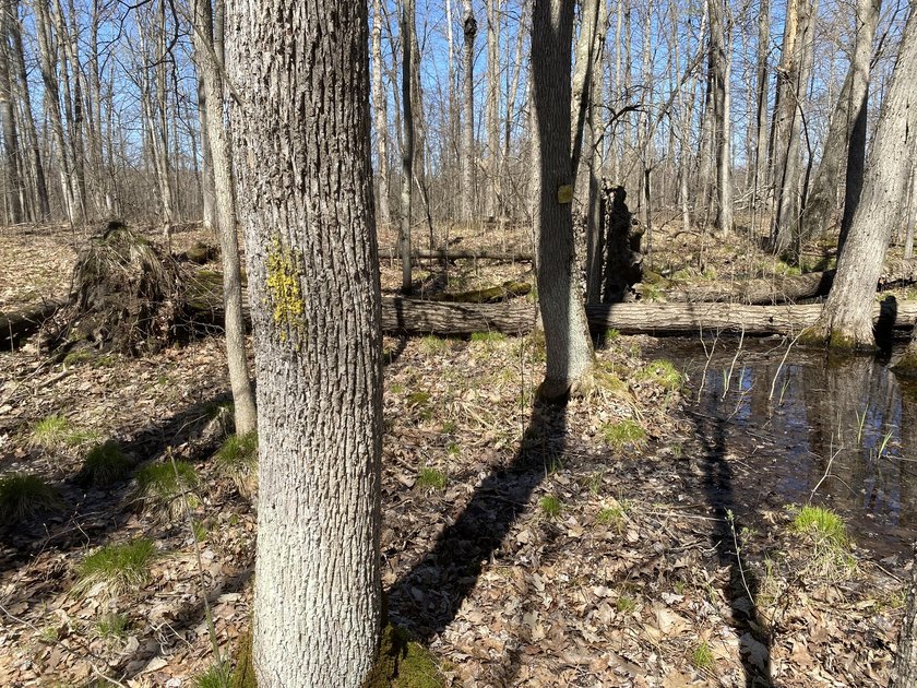 As the crow flies, this 37.5-acre property is approximately 1/4 - photo 28