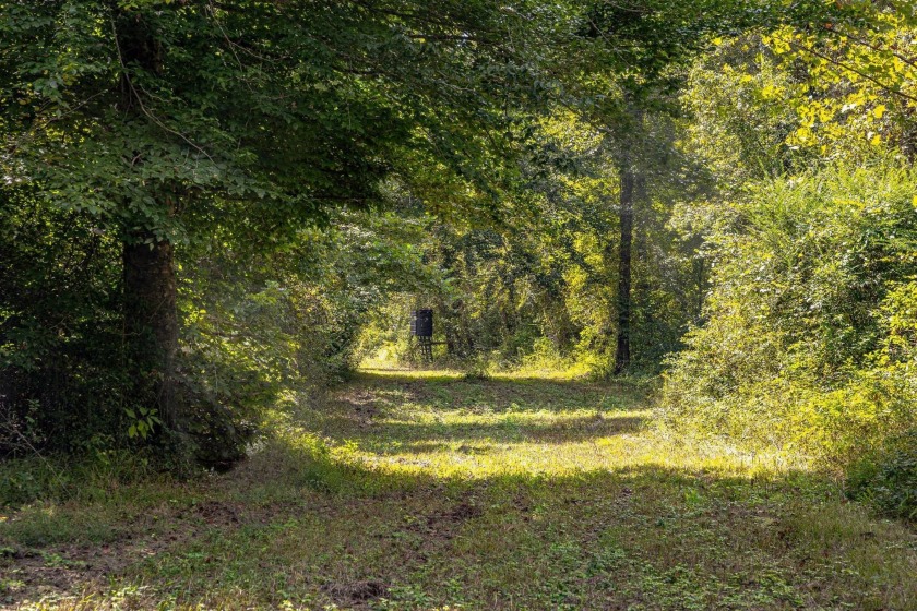 Imagine owning more than a mile of Big Black River frontage in - photo 4