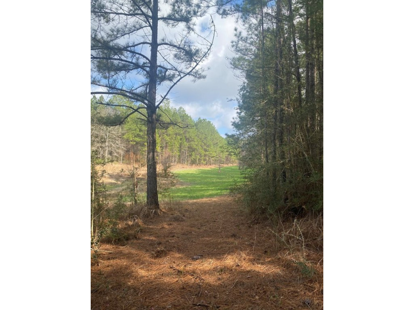 Beautiful land for sale in Poplarville, Ms. 30 acres mostly - photo 5