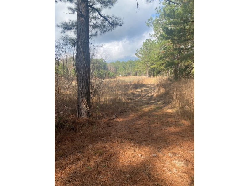 Beautiful land for sale in Poplarville, Ms. 30 acres mostly - photo 6