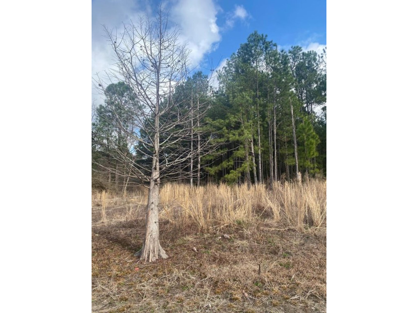 Beautiful land for sale in Poplarville, Ms. 30 acres mostly - photo 9