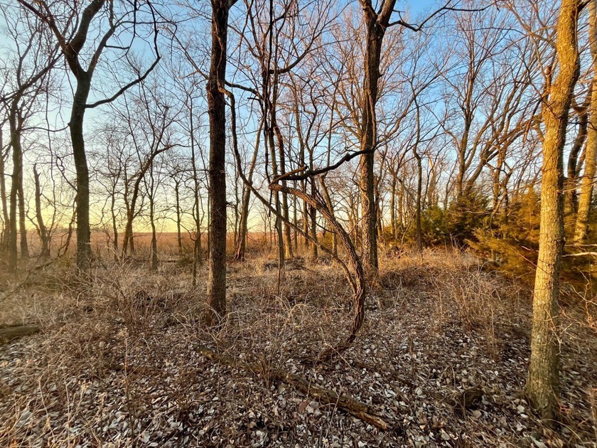 This is sneaky thick hunting property loaded with great habitat - photo 13