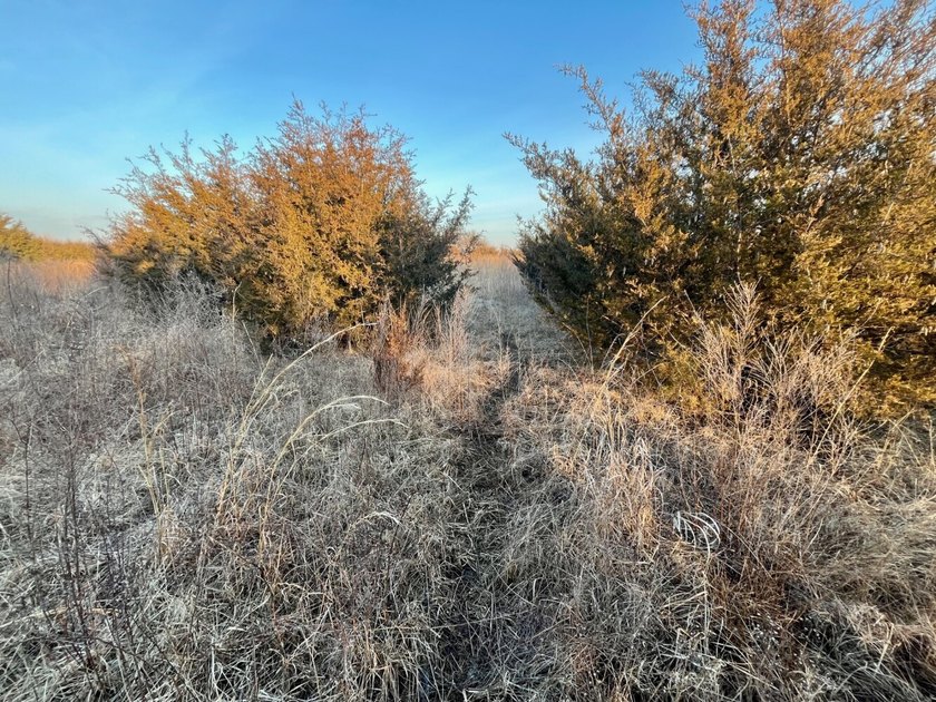This is sneaky thick hunting property loaded with great habitat - photo 21