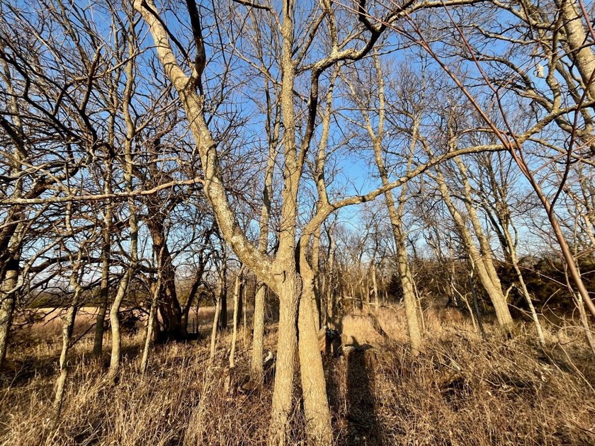 This is sneaky thick hunting property loaded with great habitat - photo 24